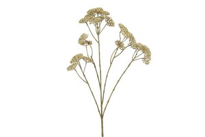 Achillea 72 cm crème