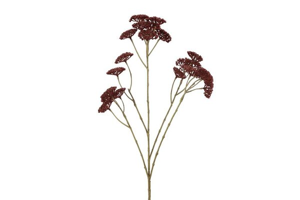 Achillea 72 cm paars