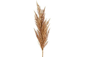 Cortaderia (pampas) 93 cm Bruin