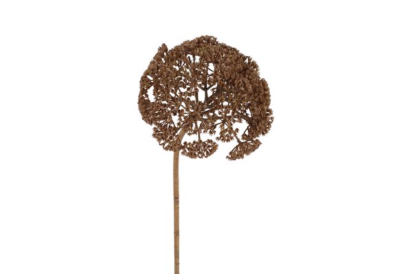 Countryfield achillea 77,5 cm bruin