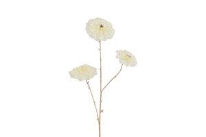 Countryfield calendula vivaldi 78 cm creme