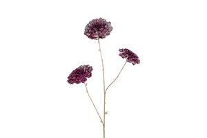 Countryfield calendula vivaldi 78 cm paars