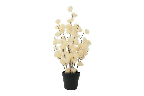 Countryfield clematis alpina in pot 57 cm creme