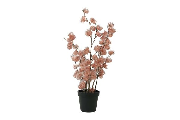 Countryfield clematis alpina in pot 57 cm roze