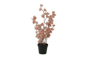 Countryfield clematis alpina in pot 57 cm roze