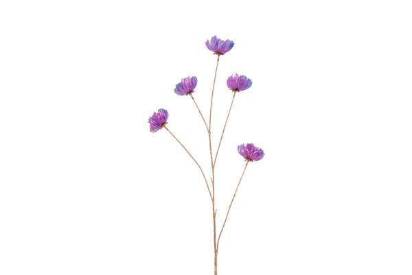 Countryfield cosmea 109 cm paars