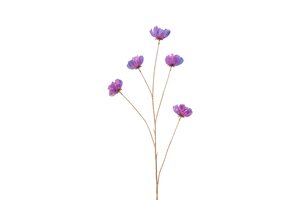 Countryfield cosmea 109 cm paars