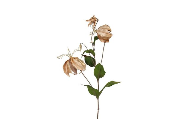 Countryfield Gloriosa steel 80 cm champagne