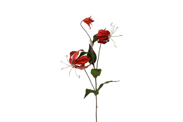 Countryfield Gloriosa steel 80 cm rood