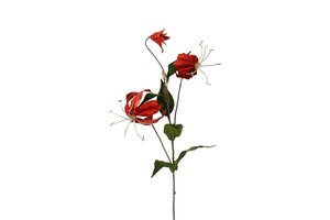 Countryfield Gloriosa steel 80 cm rood