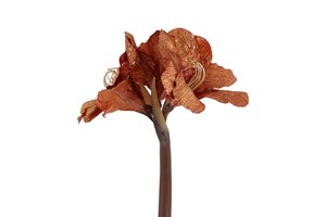 Countryfield kunstbloem amaryllis 57 cm bruin