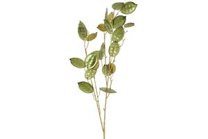 Countryfield Lunaria annua 96 cm groen