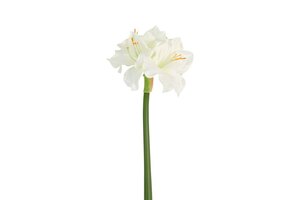 Countryfield zijden Amaryllis 65 cm wit