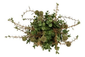 Countryfield zijden Biddle halve bol 30 cm groen