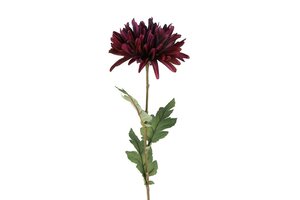 Countryfield zijden Chrysanthemum vienna 68 cm aubergine