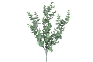 Eucalypthus 68 cm vorst