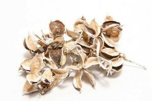 HBX Katoen pods 150 gram white wash