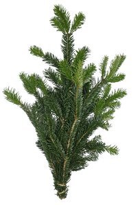 Kerstgroen Nobilis handbos