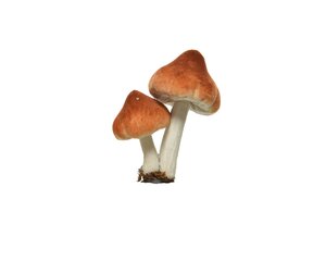 Kersthanger paddenstoel op clip 9 cm bruin