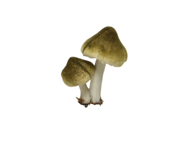Kersthanger paddenstoel op clip 9 cm groen