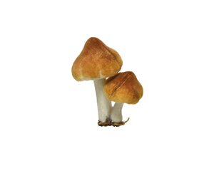 Kersthanger paddenstoel op clip 9 cm mosterd