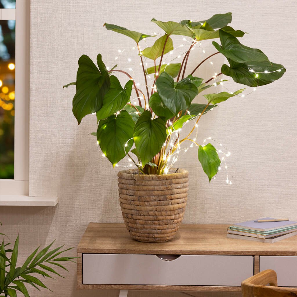 Microled plant verlichting lamps warm -
