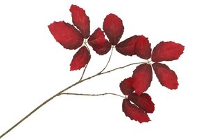 Tak zijdebladkastanje donkerrood 79 cm